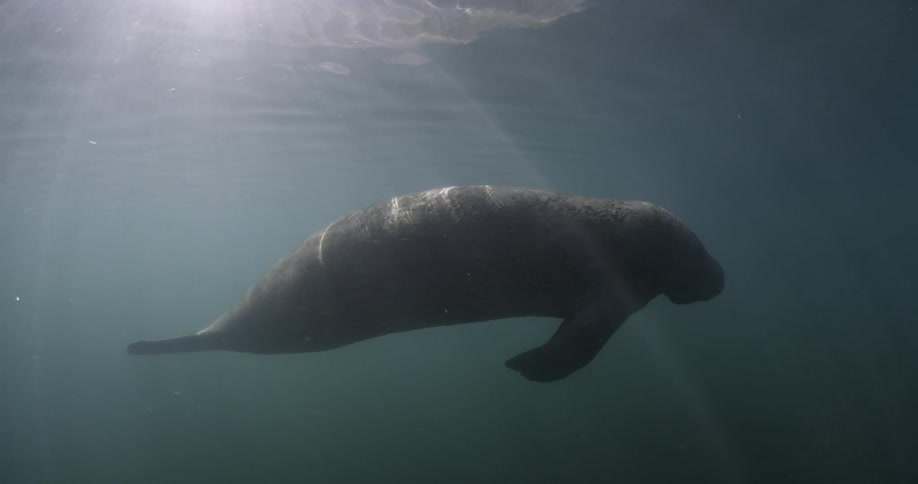 A manatee is floating in the ocean in sunlight