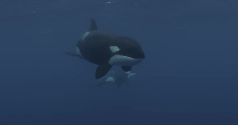 Two large whales swim in the blue water