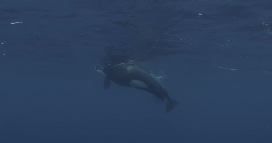 Whales swim in the blue water