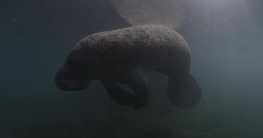 A manatee is floating in the ocean in sunlight