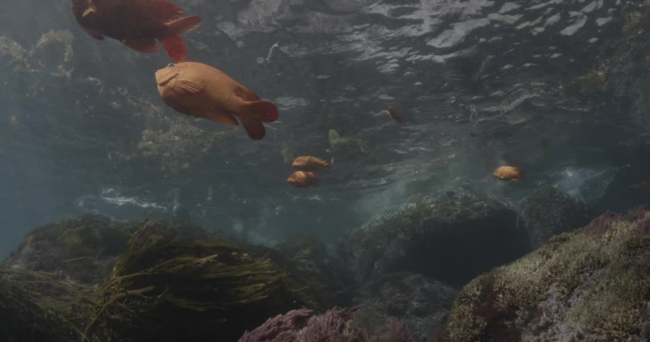 A couple of large orange fish are swimming underwater near some seaweed