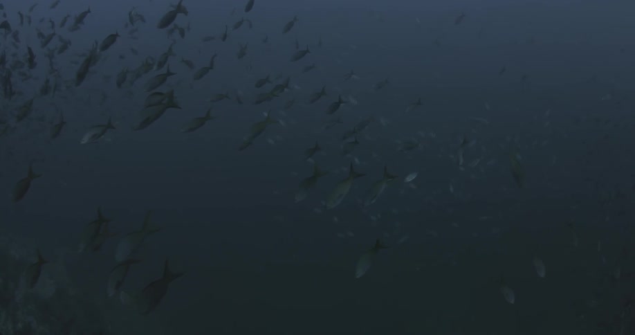 A school of fish is swimming in the ocean