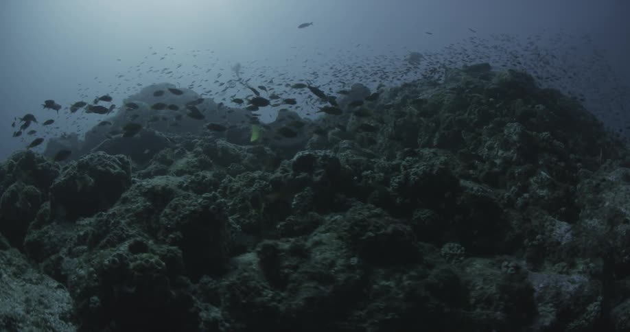 A group of fish swimming around an rocks
