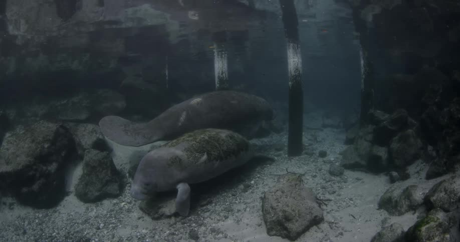 Two manatee are swimming beneath the ocean near a pier