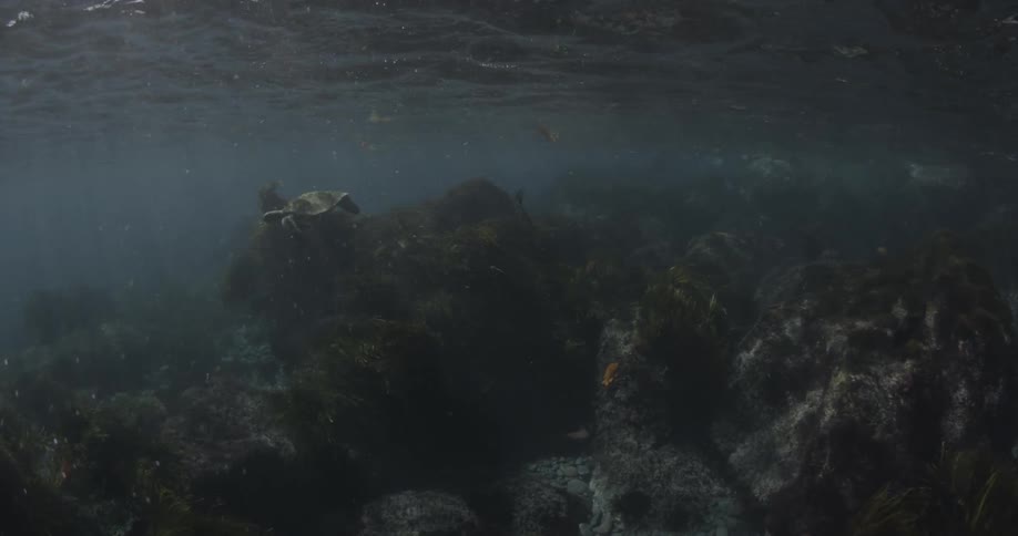 A large turtle is swimming beneath the water during daylight