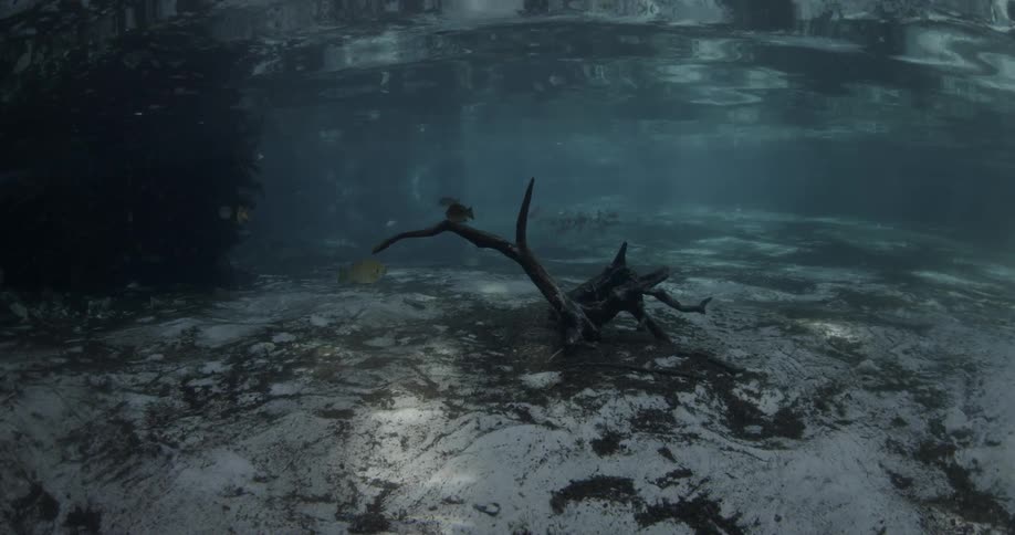 Fish rocks and sand are under the water