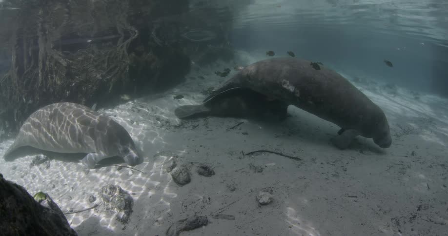 A couple of sea lions are on the ocean floor