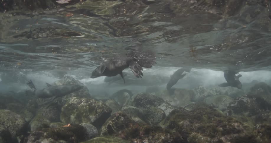 A seal swims in shallow water