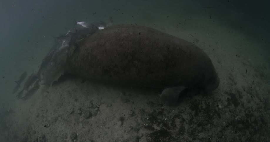 A dead seal has fish swimming around it underwater