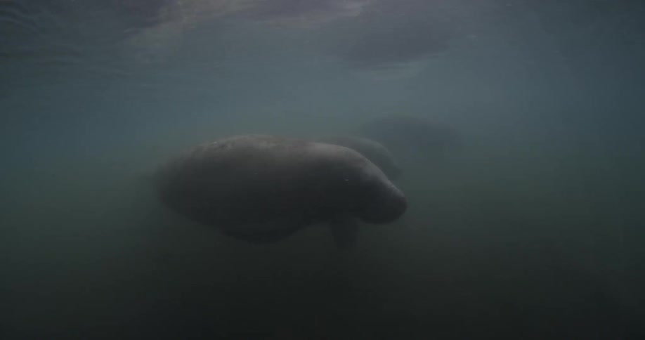 A manatee rests in the water