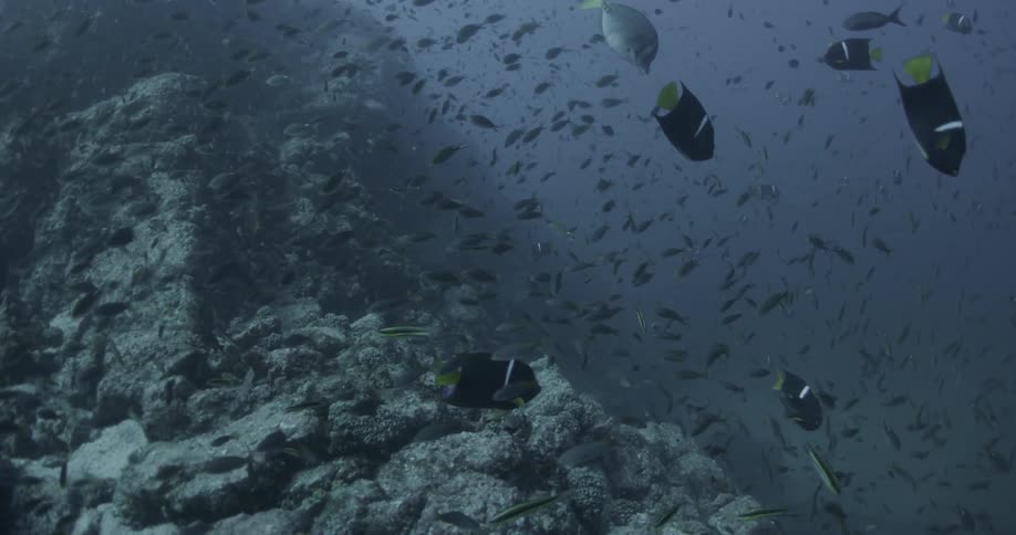 Schools of fish are swimming in a shallow trench in the ocean
