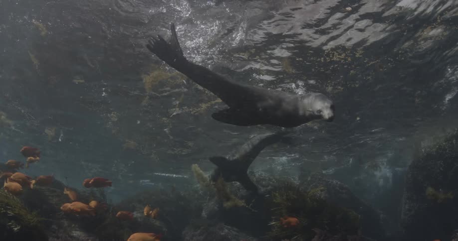 Sea lions are swimming and surfacing near fish in the ocean