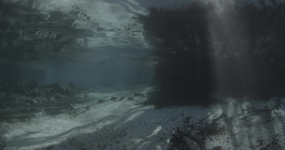 Underwater scene in clear smooth water about 8 feet deep