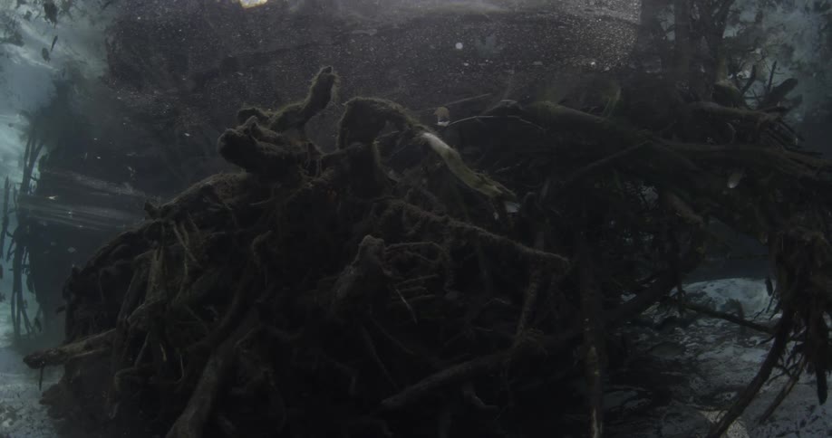 A large bunch of fallen branches are on the bottom of the ocean