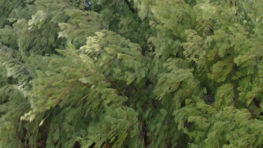 The tops of densely packed trees form a textured green canopy their leaves rustling in a windy day