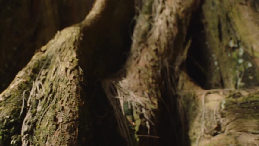 Close up of large tree roots