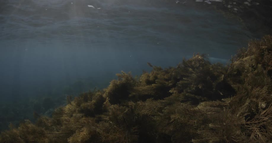 Coral bristles in the current underwater