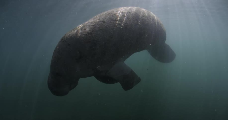 A manatee rests in the water