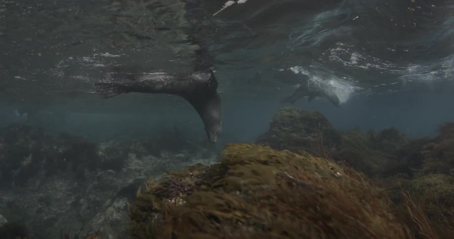 A couple of sea lions are playing on the ocean surface