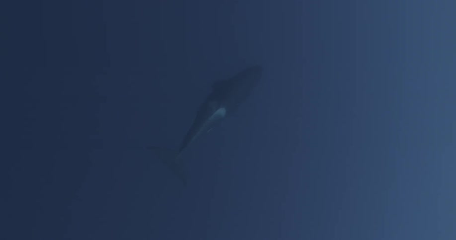 A large whale swims up towards the surface