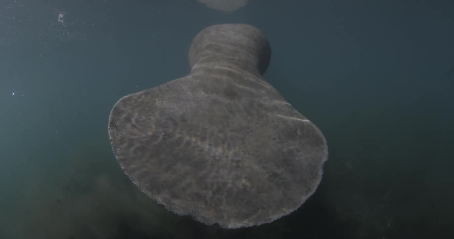 A close up of the fin on a big manatee