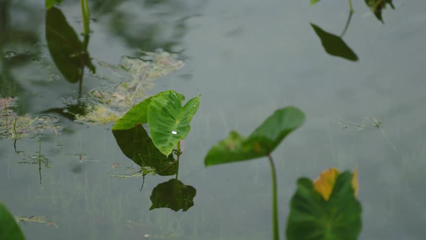Heartshaped leaves rise from a dark murky pond