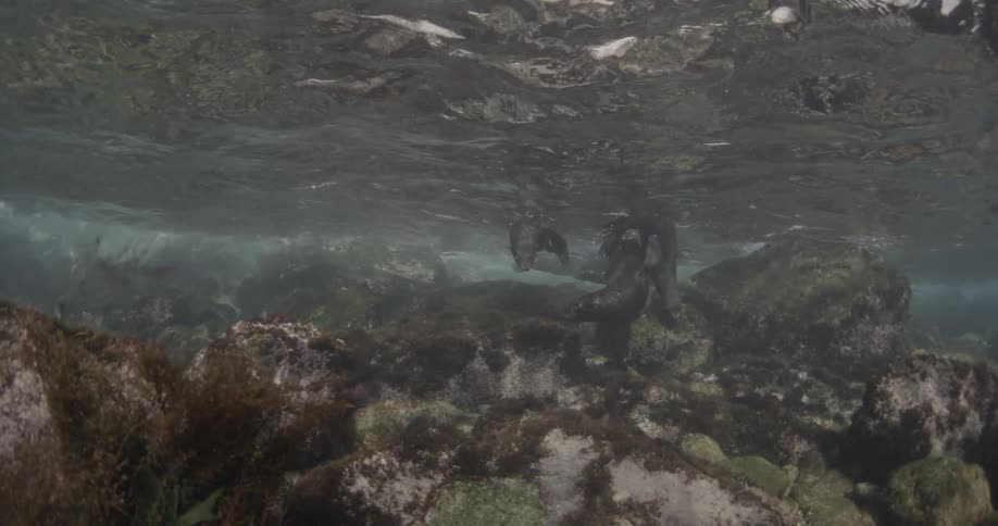 Sea lions are swimming under the water during daylight