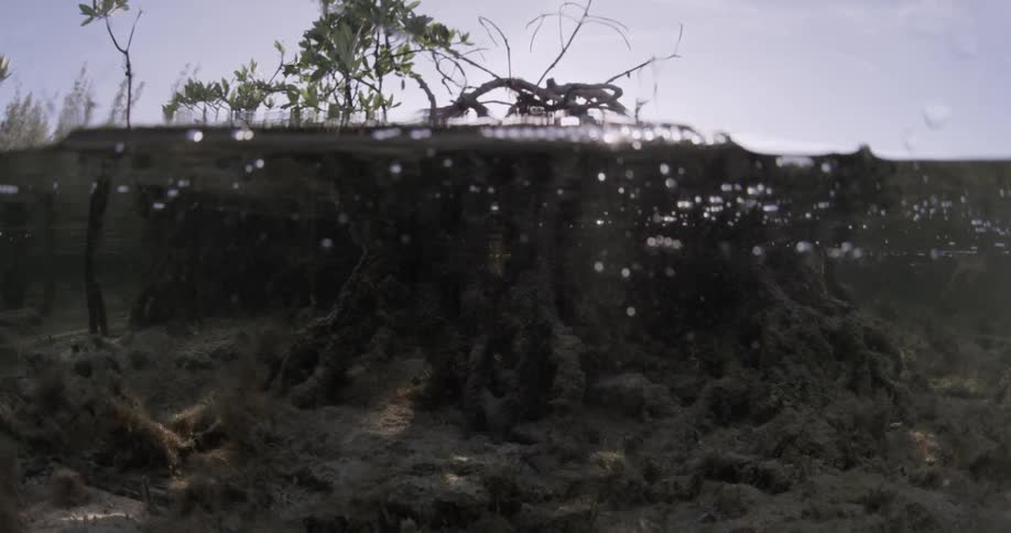 Branches and rocks are under the water