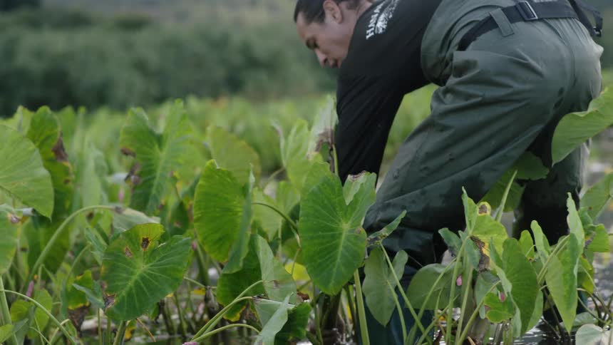 A person wearing a black shirt is harvesting large green leaves in a flooded field