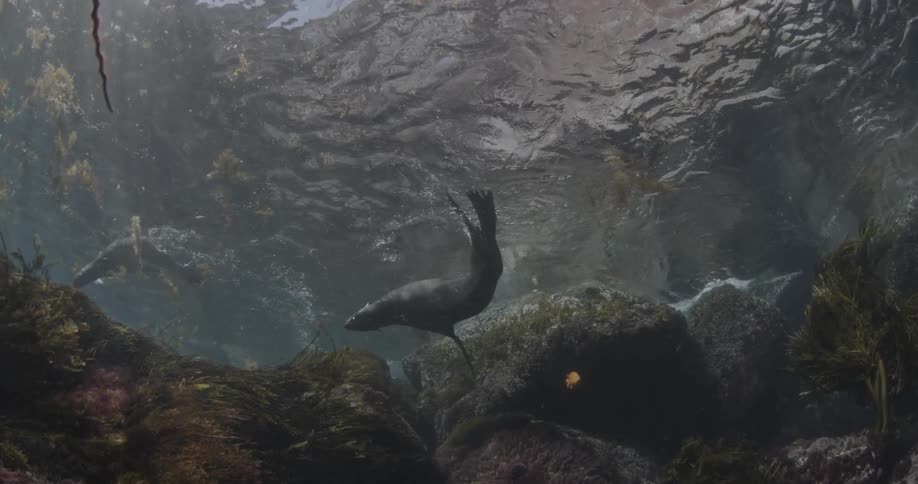 A seal dives and swims in the shallow water