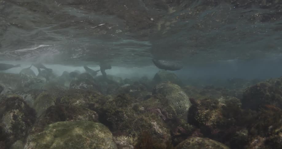 A group of sea lions is swimming in shallow water near rocks