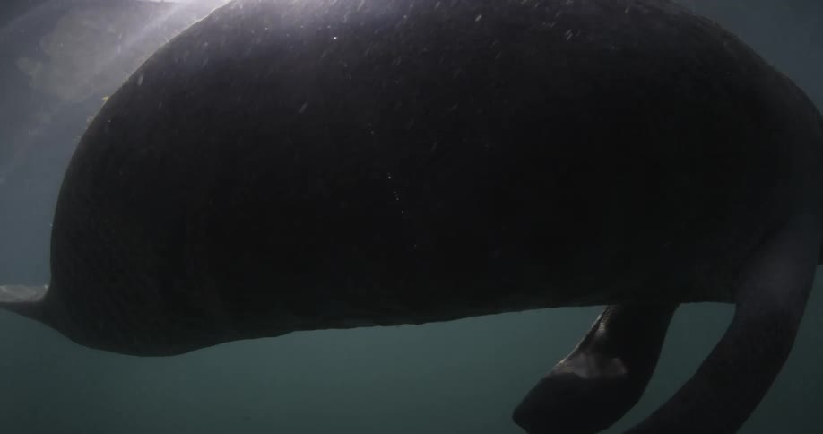 A walrus is floating in the water while bright sun rays dance in the water around him