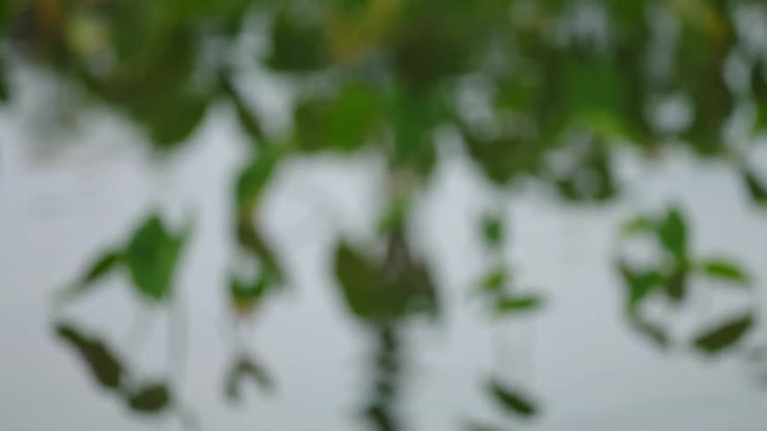 The plant is reflecting on the pond water