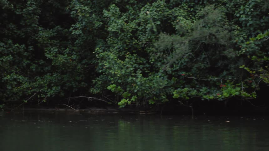 Dense green forest next to a river