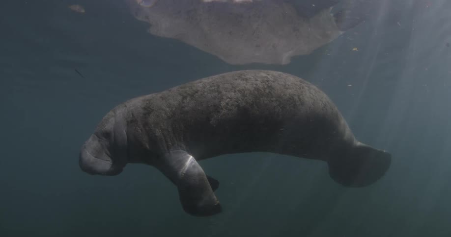 Manatee floating underwater