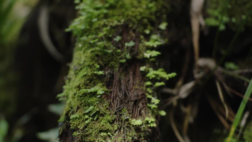 The bark is covered with moss
