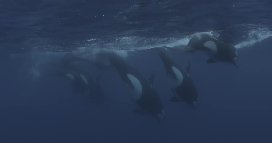 A pod of orcas are surfacing from beneath the ocean then diving again