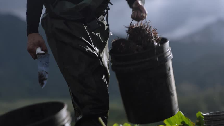 Hand picking up a bucket of roots and holding a knife in the other hand