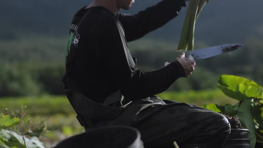 A person wearing a black shirt is sitting outdoors harvesting large green leaves into a black bucket