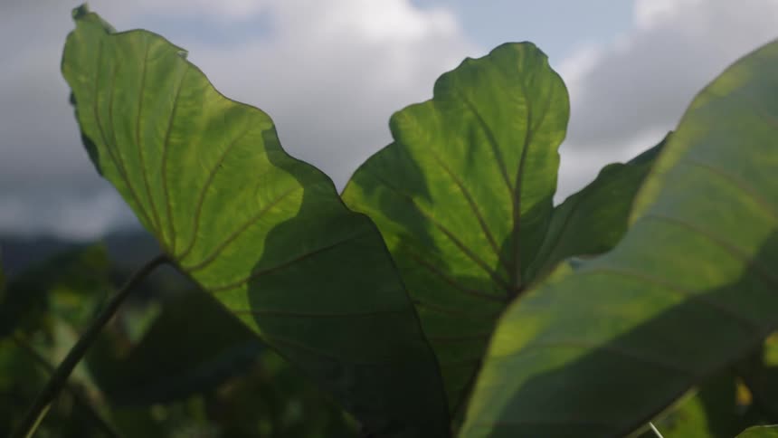 Large leaves on a plant sway in the wind on a cloudy day