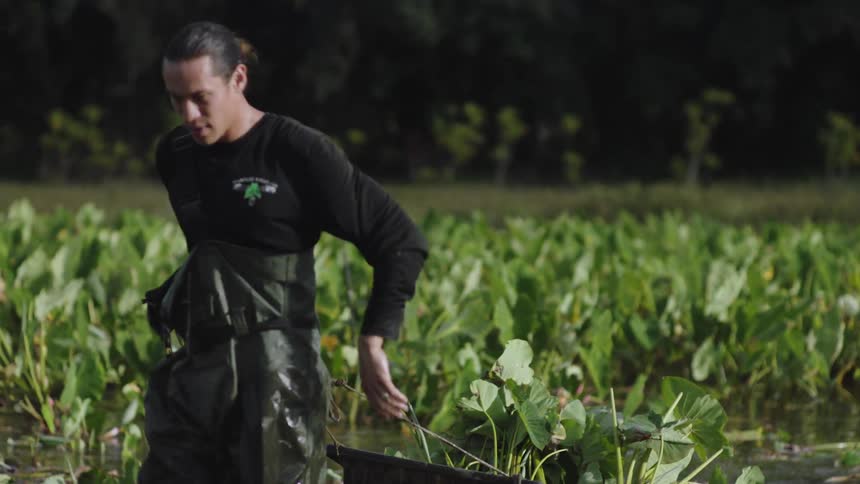 Man walking on a log wiping sweat from his face and carrying a cart with green leaves