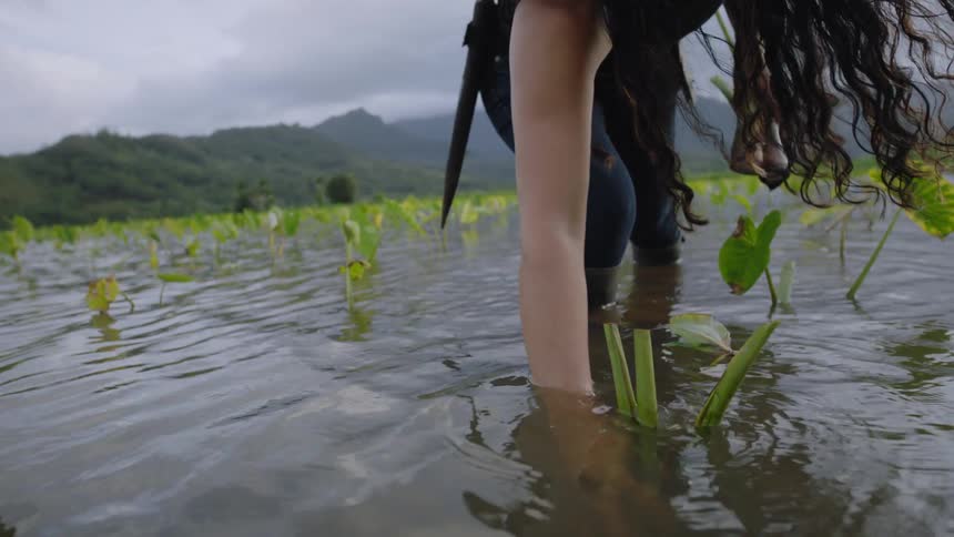 A woman is planting crops in a flooded field with mountains in the background