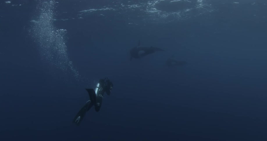 Scuba diver swimming in an area some sharks