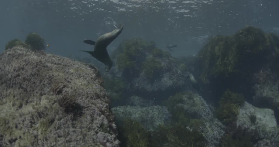 A seal swimming underwater near some big rocks