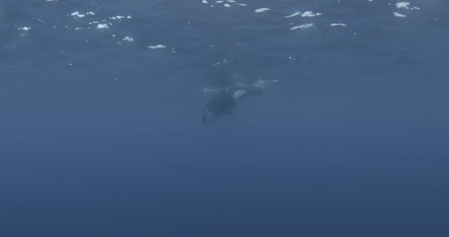 A killer whale swims near the surface of the ocean