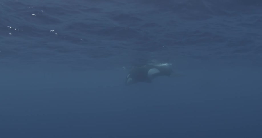 A killer whale breaking the surface of the ocean