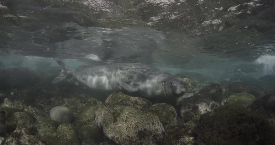 A sea lion is swimming close to rocks beneath the ocean surface