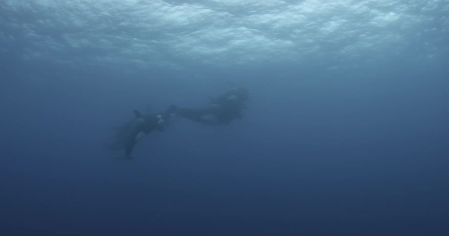A group of killer whales are swimming close to the surface of the ocean
