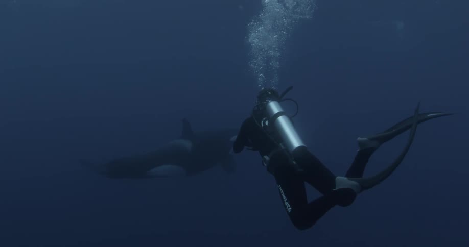 A killer whale is filmed swimming