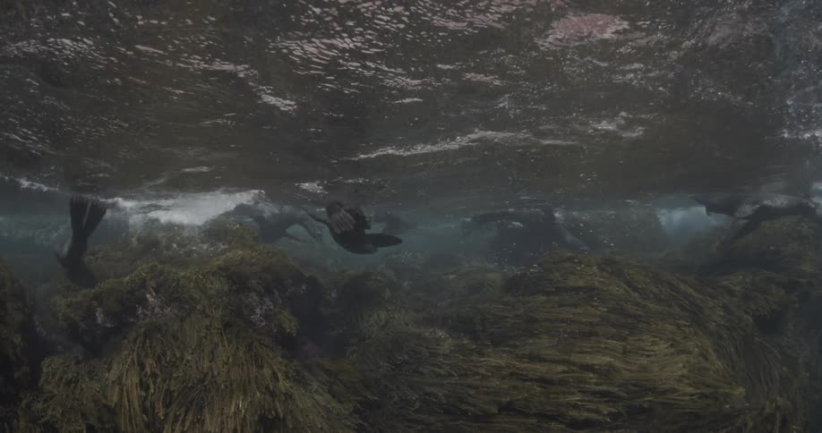 A couple of sea lions swimming around plants on the bottom of the water